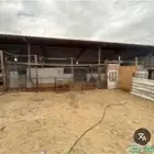 مطلوب حوش غنم بحفرالباطن