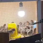 المتخصص لأنتاج صيصان دجاج الفيومي