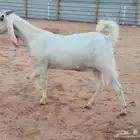 جفرة مطوره