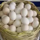 بيض مخصب