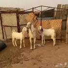 معزة عوارض فاخرة من الآخرة