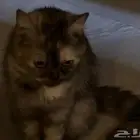 للتبني بجده بدون مقابل