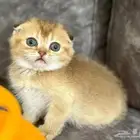 ابحث عن قطو منزلي تبني وعد بيكون امانه وبحافظ عليه