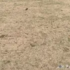 ارض للبيع جوهرة العروس جده
