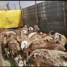 سواكن مربي