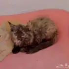 قطط كيتن انثى2 شيرازيات