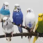 ابي اجواز بادجي