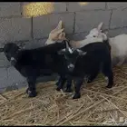 ماعز قزم