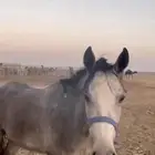حصان   شعبي