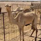 بكره للبيع