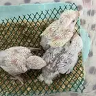 فروخ روز