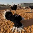 مطلوب أربع أناثي نعام منتجة