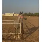 مهر واهو حفيد الرشيم