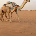 عشراء للبيع
