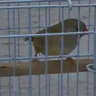 جوز زيبرا هولندي مكس انقلش