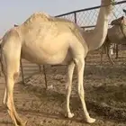 هجن