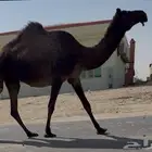 لقحه ثنيه مجهم