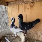 حمام هومر