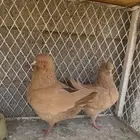 حمام كنق الحد 150