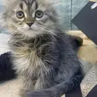 قطط كيتن بعمر الشهرين للبيع