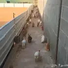 فرصة ارانب للبيع
