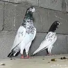 حمام باكستاني تيدي تم البيع