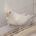 كروان كريمي فيس لاتينو