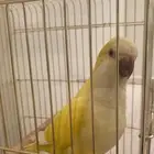 ببغاء كويكر لاتينو