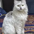 قط لتبني