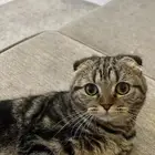 لمحبي القطط المميزة