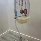 كناري الحب للبيع