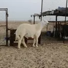تم البيع