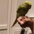 هندي عصفور