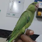 فرخ دره