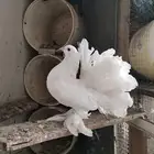 حمام أنثى هندي