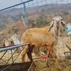 رخل سواكنيه درمانيه صنف الصنف