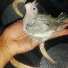 فروخ ببغاء الكوكاتتيل