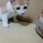 كتن للتبني