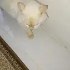 قطوه تبني