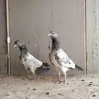 حمام باكستاني