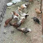 دجاج بعمر اكثر من 4 شهور