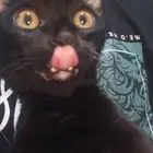 قط للتبني اسود بلدي