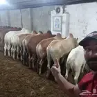 منطقة عسير آحد رفيدة طريق لازمة