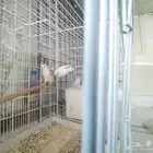 جوز روز البينو بفروخه