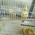 جوزين كروان البيع