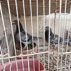 اربع أزواج زواجل منتجين للبيع عالسوم