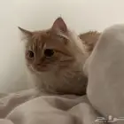 قط ذكر شيرازي