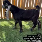تيس جذع فاخر