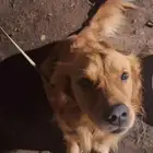 Golden Retriever for sale