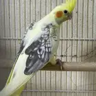 كروان لون مميز